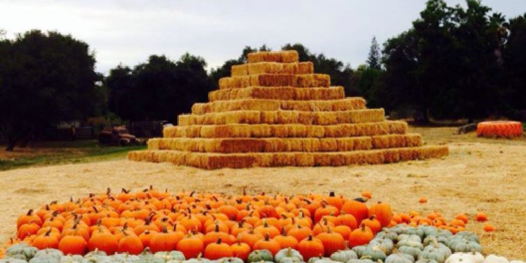 Pumpkin Patches in Sacramento Capitol Park Nannies & Staffing