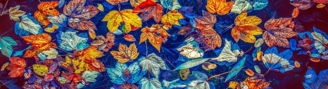 Fall Musings and Recipes!